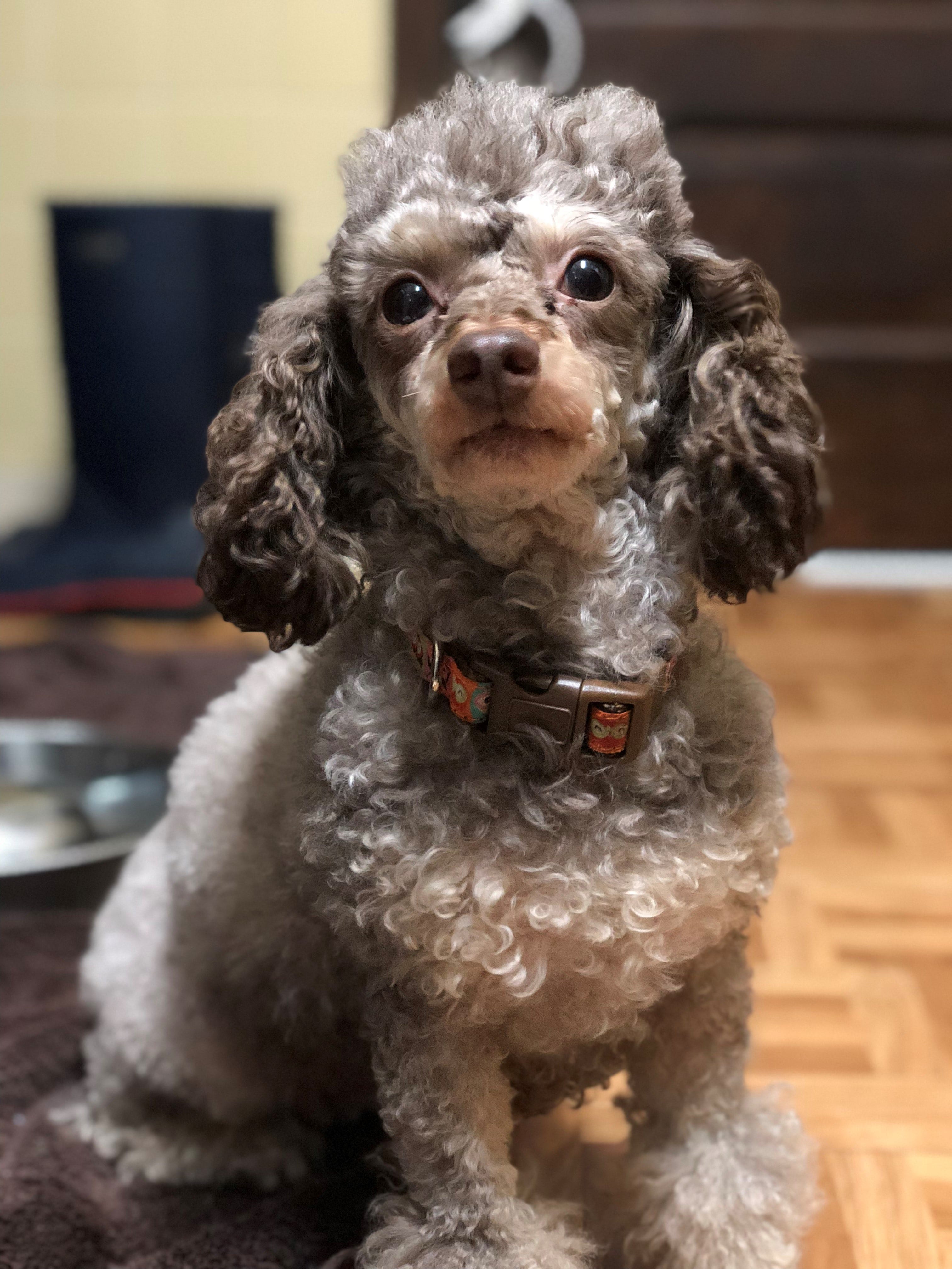lost poodle near me